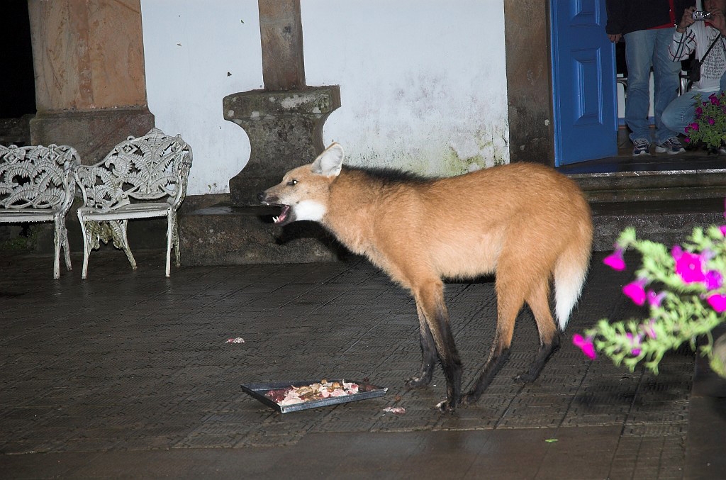 Maned Volf-03.jpg - Maned Wolf (Chrysocyon brachyurus), Serra do Caraca Brazil 2005